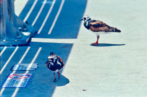 Jetty Birbs