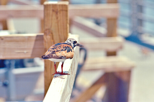 Jetty Birb