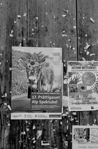 Alpine cow Festival